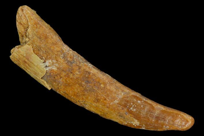 Fossil Pterosaur (Siroccopteryx) Tooth - Morocco #127704